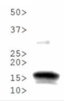 Western Blot: Histone H3 [Monomethyl Lys56] AntibodyBSA Free [NB21-1341]